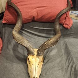 Greater Kudu Skull