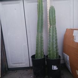Perubian Apple Cactus,  SEE OTHER OFFERS 