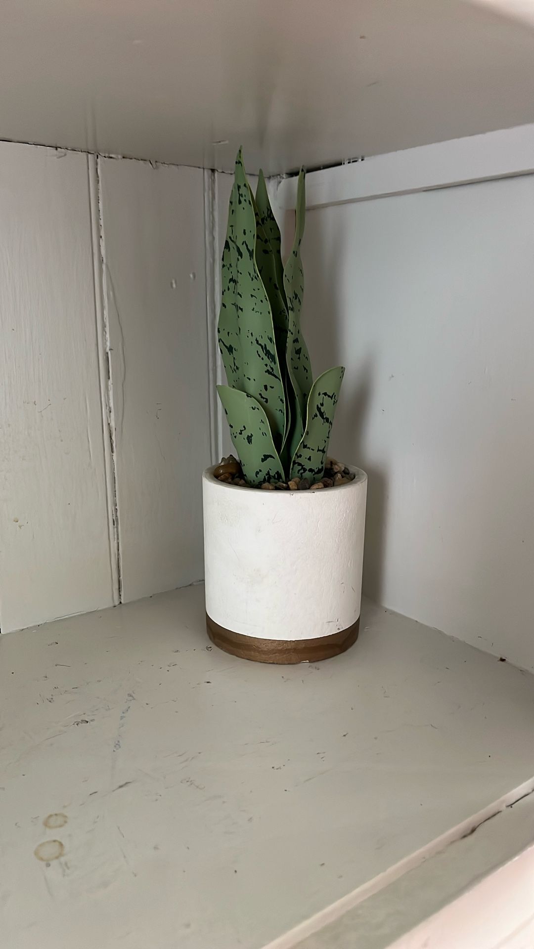 Snake Plant