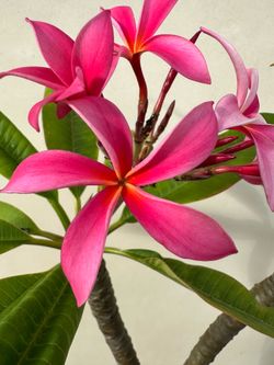 Blooming Plumeria Plant U6