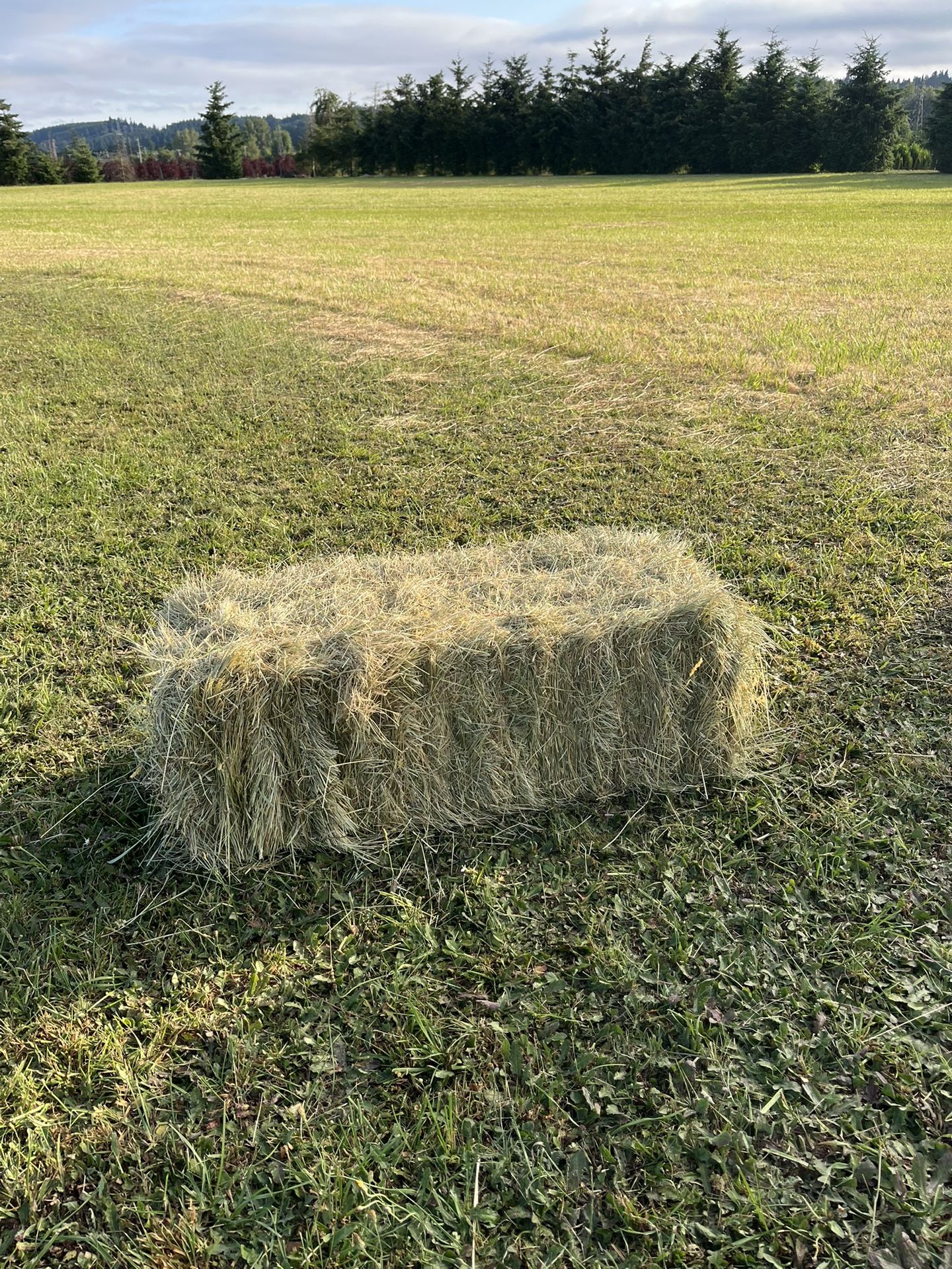 Clean Grass Hay