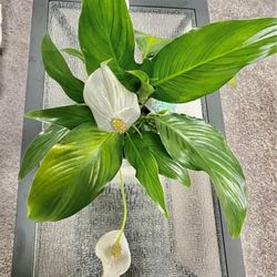 peace lily plant  