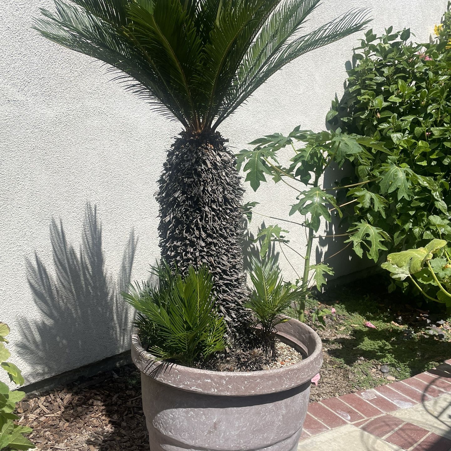2 Large, Healthy Sago Palms For Sale