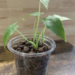 3 Alocasias In 1 Pot