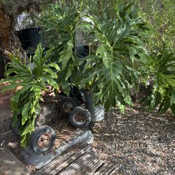 Huge Plants Split Leaf Philodendrons