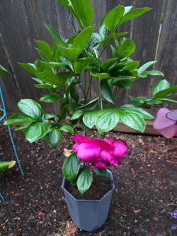 Peonies in bloom