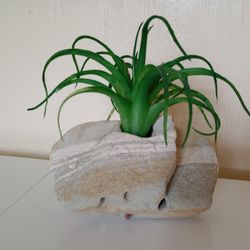 Rock Succulent Holder 