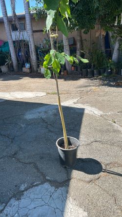 Guanoabana tree