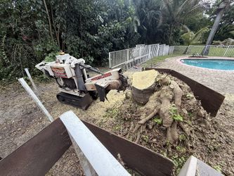 Stump Grinder Mole Tronco