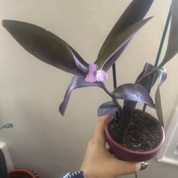 Purple Heart (Tradescantia Pallida)