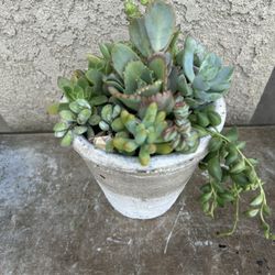 Succulent Arrangement 