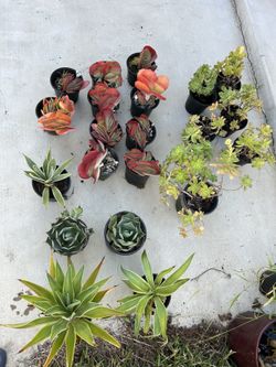 A Lot Of Plants For Sale