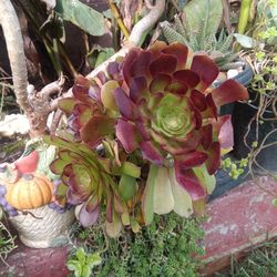 Planta Suculenta Con Chisme