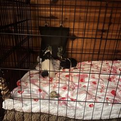 Two Guinea Pigs For Sale