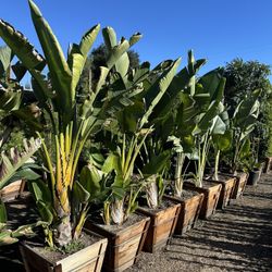 Giant Bird Of Paradise 