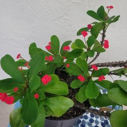 Crown Of Thorns Plant 