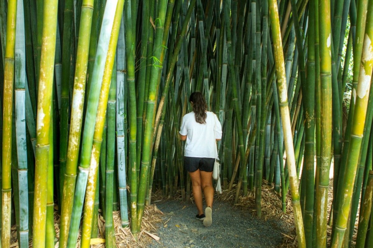 Clumping Blue Bamboo ~ B. chungii & B. chungii 'Barbellata'