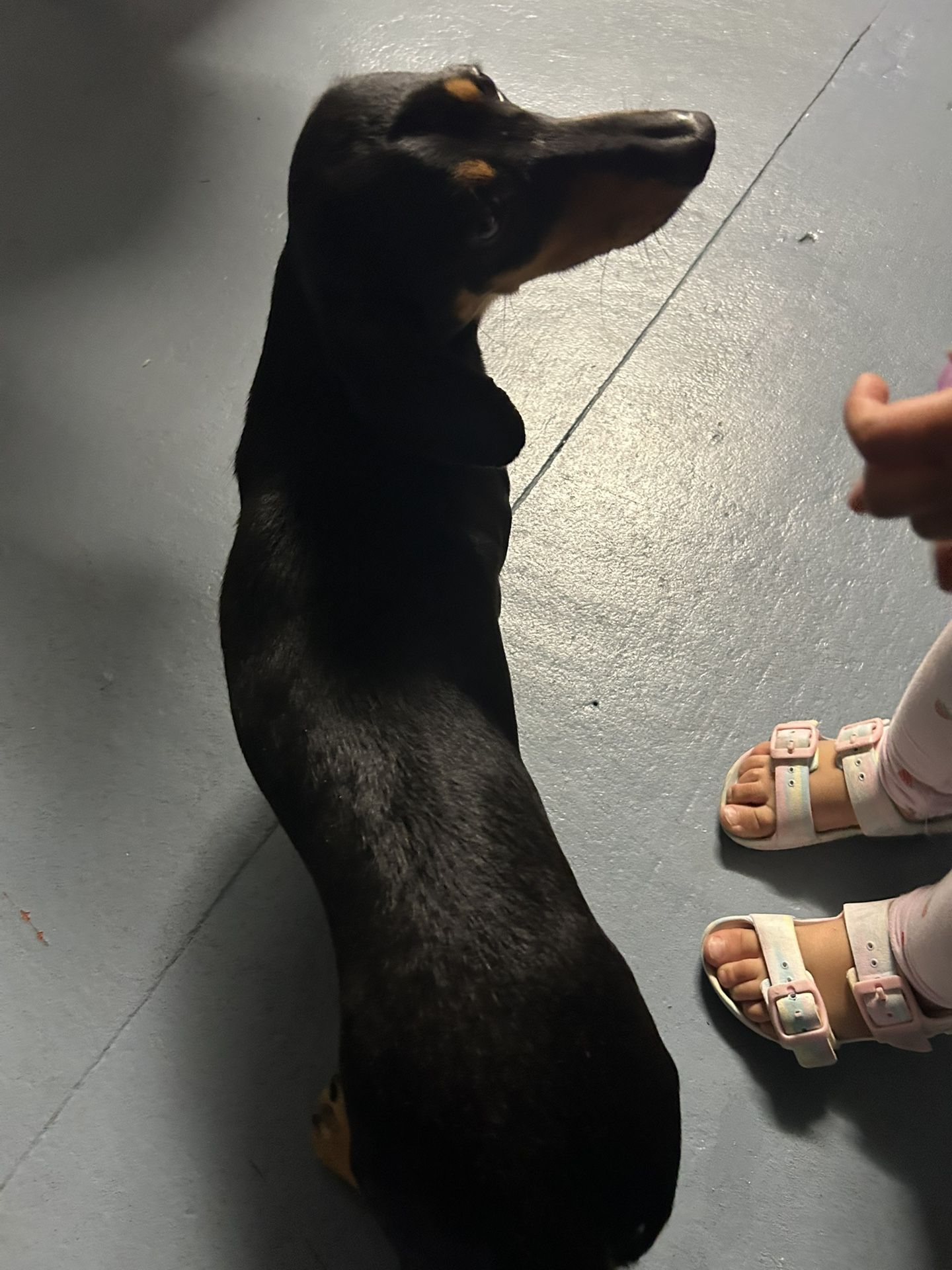 Dachshund Perrito Pequeño