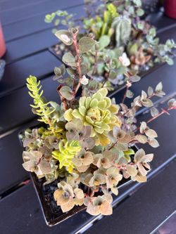 Set of two Succulent cactus arrangements