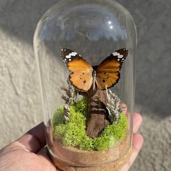 Real Butterfly Art Piece 