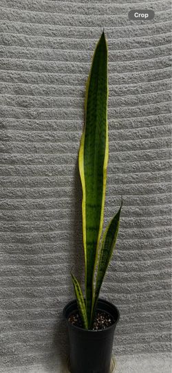 Snake Plant