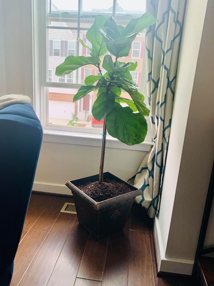 Beautiful fiddle leaf fig plant