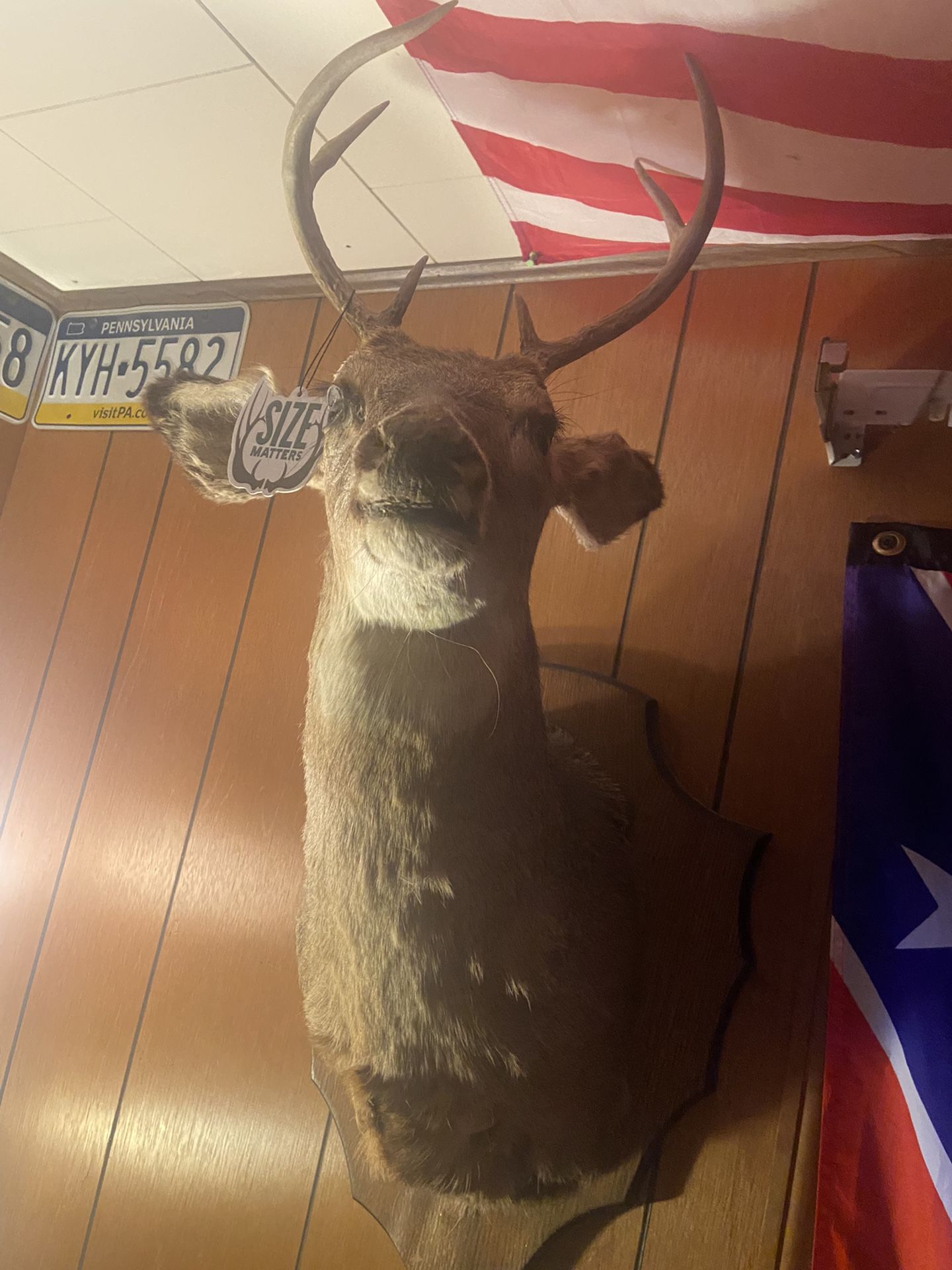 Deer Mount