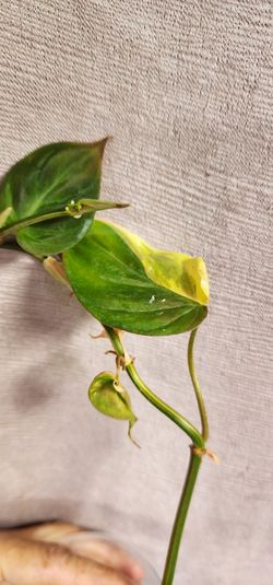 Philodendron Mican Var.