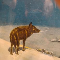 Antique framed print Coyote in the snow with cabin