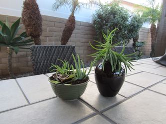 Set Of Sage Color & Black Garden Pots With Succulents 