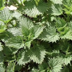 Organic Stinging Nettle Plant In Pot