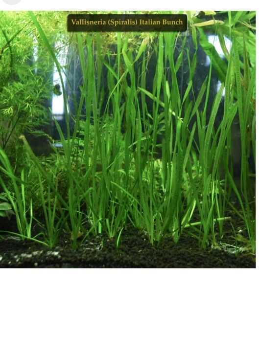 Vallisneria (Spiralis) Italian Bunch