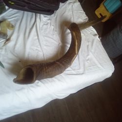Shofar Rams Horn 