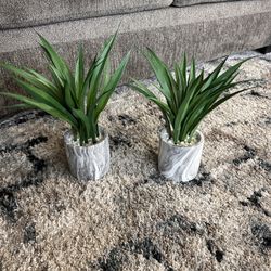 Decorative Plants 