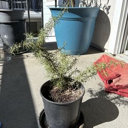 Potted Rosemary Plant