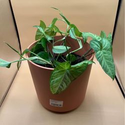 Devil’s Ivy And Arrow Head Plant In A 2 Gallon Peach Pot