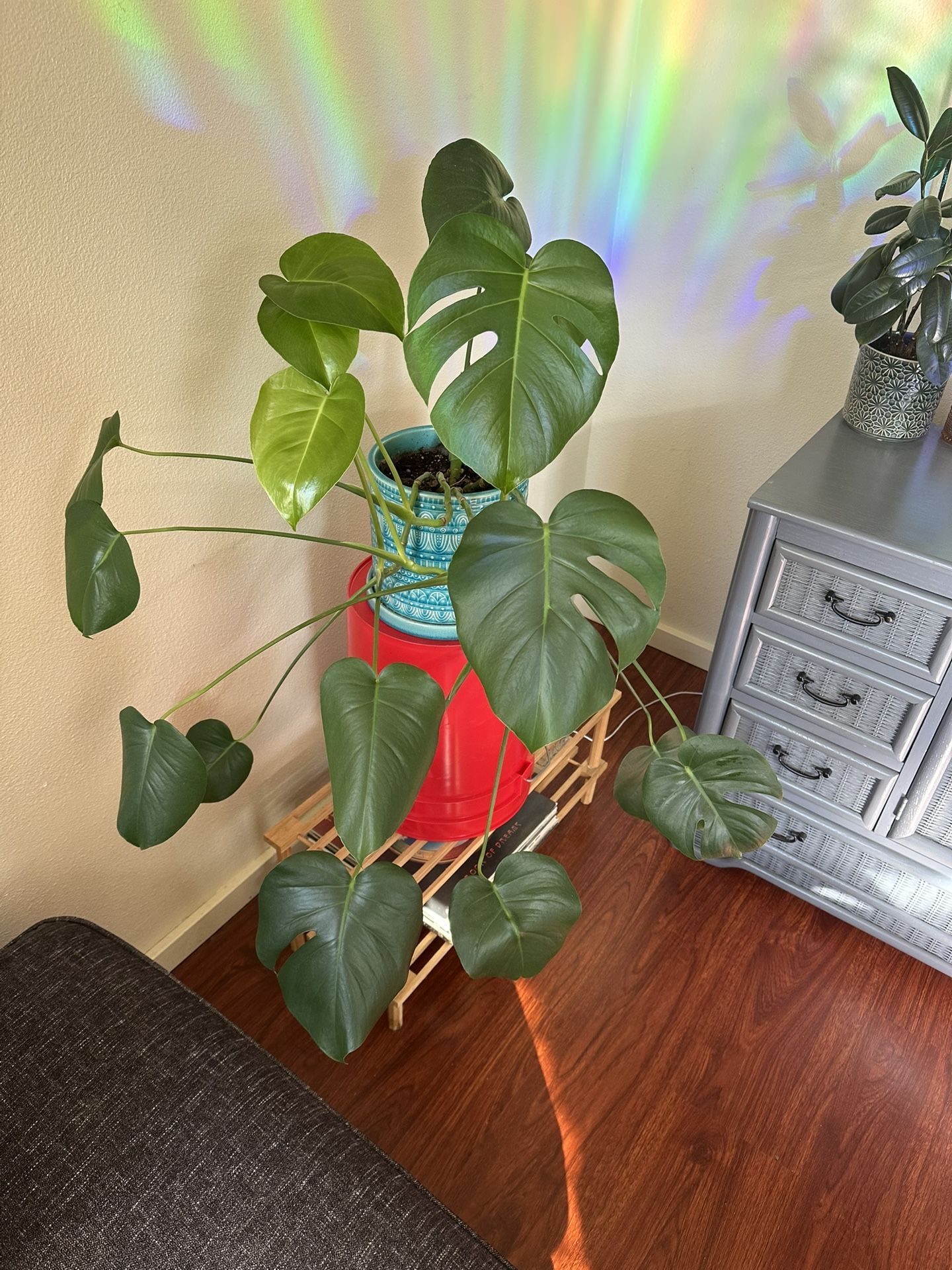 Monstera Plant + Pot
