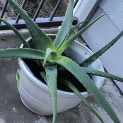 X - Large Aloe Vera Plant