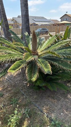 Sago Palm Tree