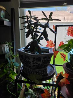 Beautiful jade plant