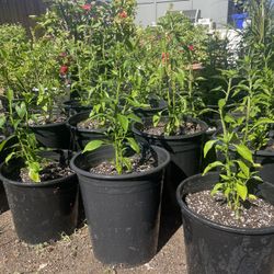 Chili Plants / Plantas De Chiles