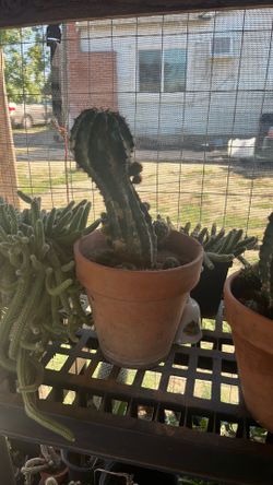 Pink flower cactus ina 8 in terracotta pot