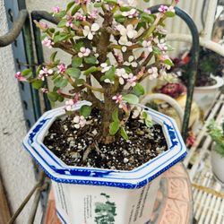 Jade Bonsai Plant 