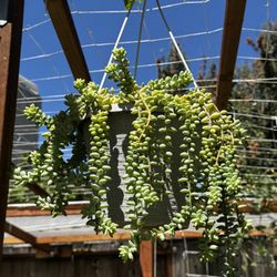 Burros Tail 