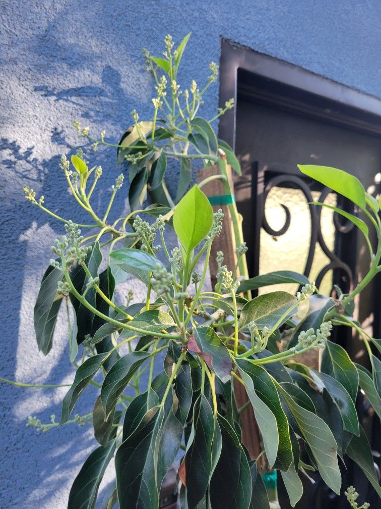 6ft FLOWERING GEM AVOCADO TREE