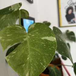 Monstera Thai Constellation 