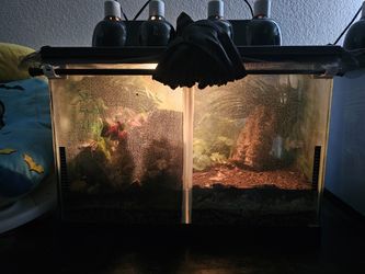 Custom-Made Bioactive Terrariums