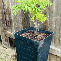 Aloe Vera And Curry Leaves Plants