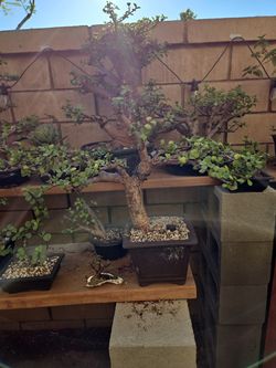 Bonsai and Pre-bonsai. Prices depends on size.