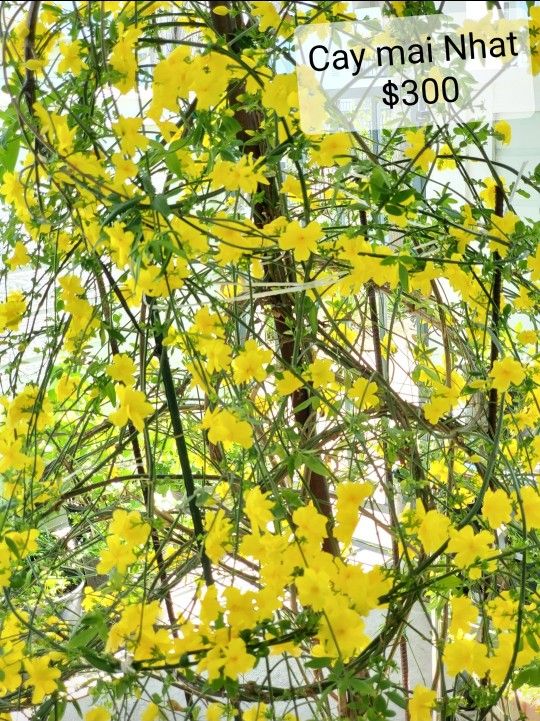 Ochna integerrima Bloom Tree